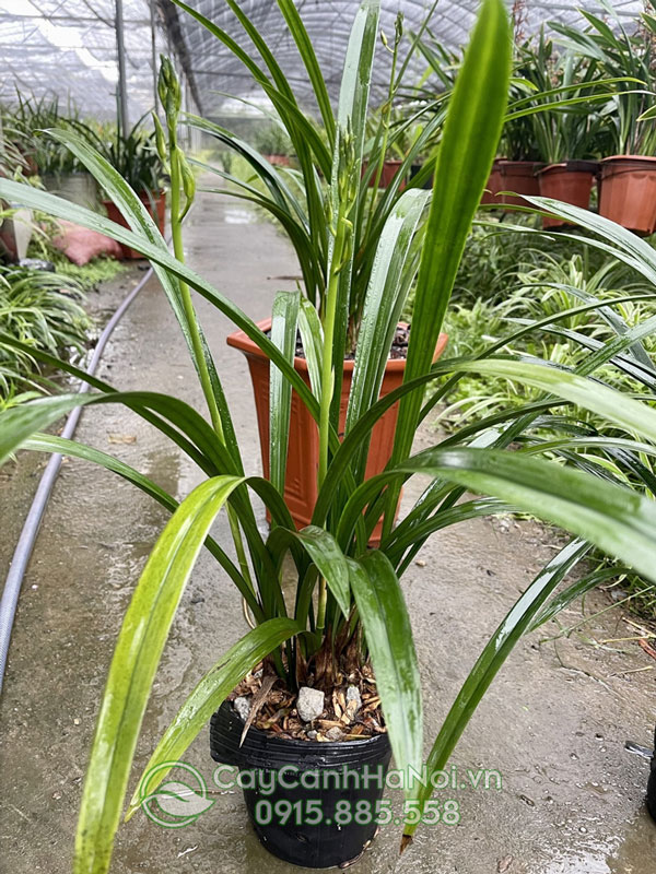 Thân cây địa lan thanh ngọc