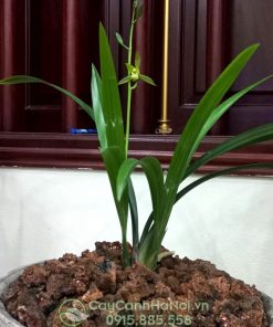 Trồng cây hoa địa lan thanh ngọc