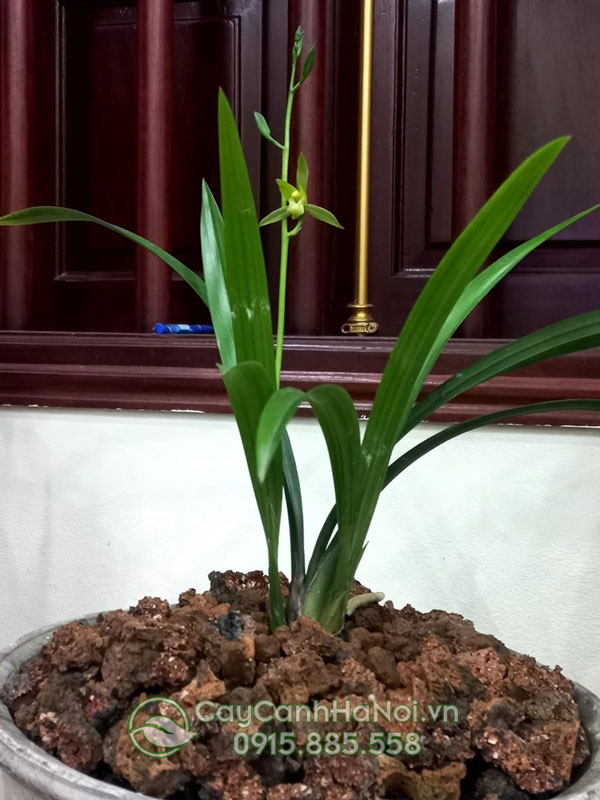 Trồng cây hoa địa lan thanh ngọc