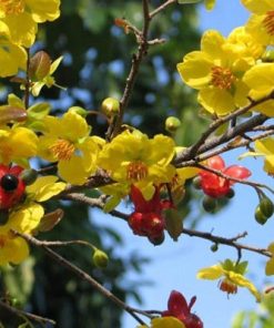 Vẻ đẹp của hoa mai vàng Yên Tử
