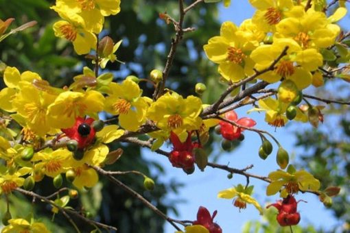Vẻ đẹp của hoa mai vàng Yên Tử