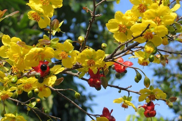 Vẻ đẹp của hoa mai vàng Yên Tử