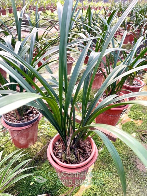 Vườn ươm cây địa lan thanh ngọc
