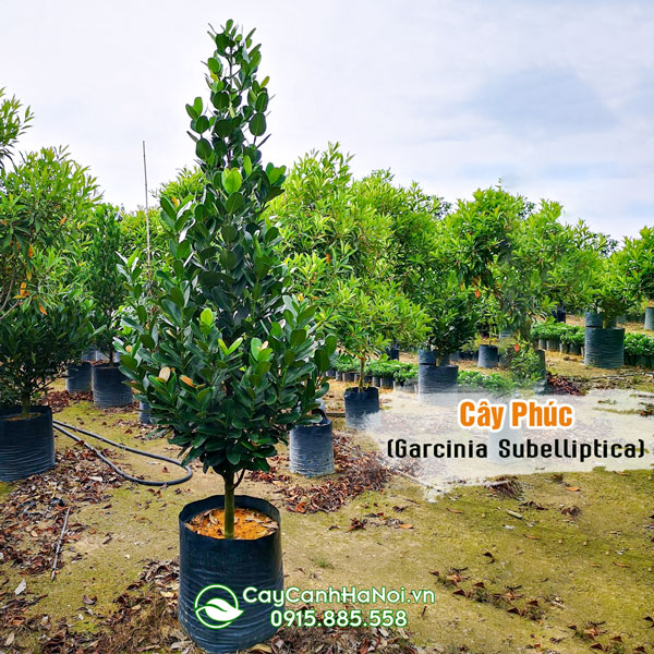 Cây phúc tại vườn ươm