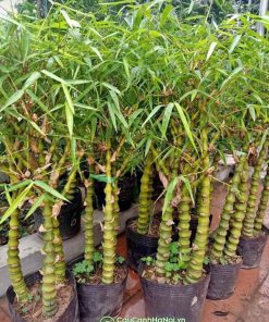 Cây trúc phật bà thuộc mệnh Thủy