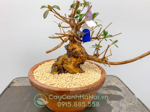 Đất sét nung Kanums rải bề mặt