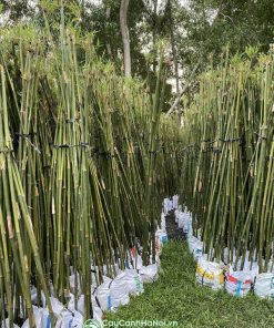 Mua trúc cần câu trồng hàng rào