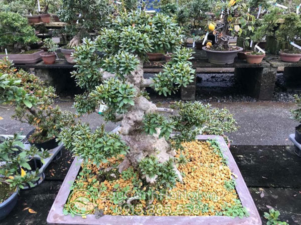 Nơi bán đát nung Kanuma rải chậu cây