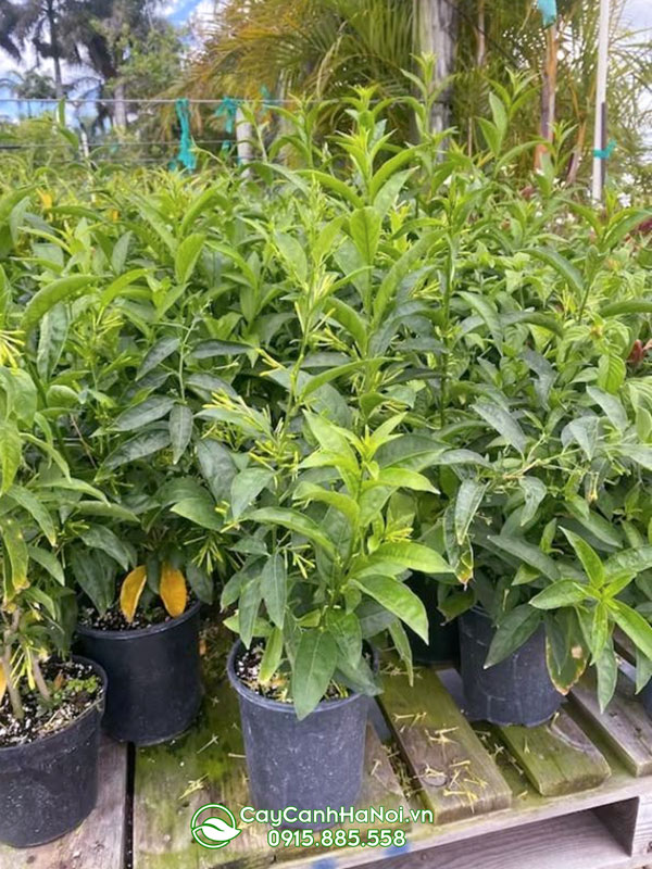Bán cây dạ lý hương nhiều kích thước tại Hà Nội