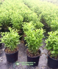 Bán cây dạ lý hương số lượng lớn tại Hà Nội
