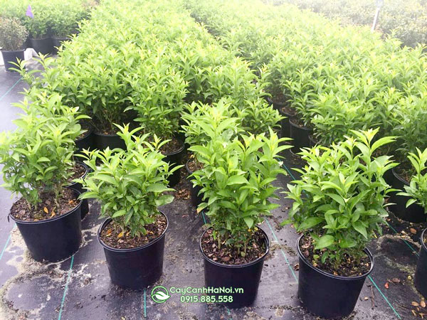 Bán cây dạ lý hương số lượng lớn tại Hà Nội