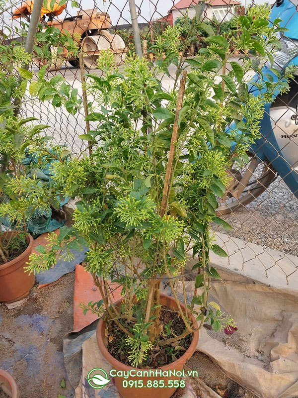 Cây bông dạ lý hương