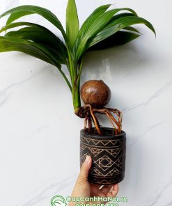 Cây bonsai dừa kiểng