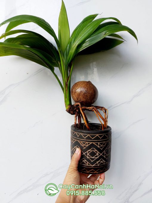 Cây bonsai dừa kiểng