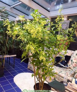 Cây dạ lý hương có hoa thơm