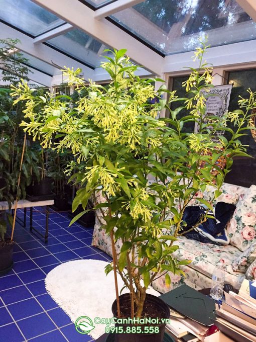 Cây dạ lý hương có hoa thơm