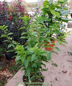 Cây dạ lý hương tên tiếng anh là Night Blossoming jasmine