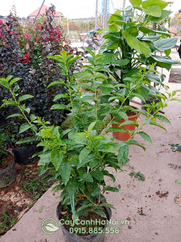 Cây dạ lý hương tên tiếng anh là Night Blossoming jasmine