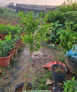 Cây dạ lý hương thân gỗ