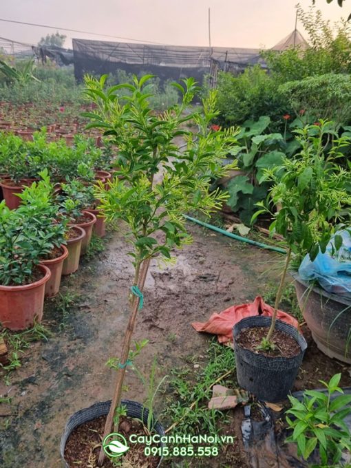 Cây dạ lý hương thân gỗ