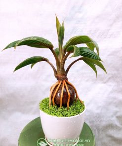 Cây dừa kiểng để bàn