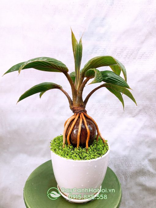 Cây dừa kiểng để bàn