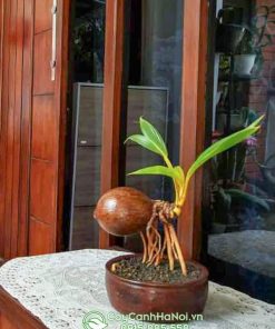 Cây dừa kiểng bonsai đẹp