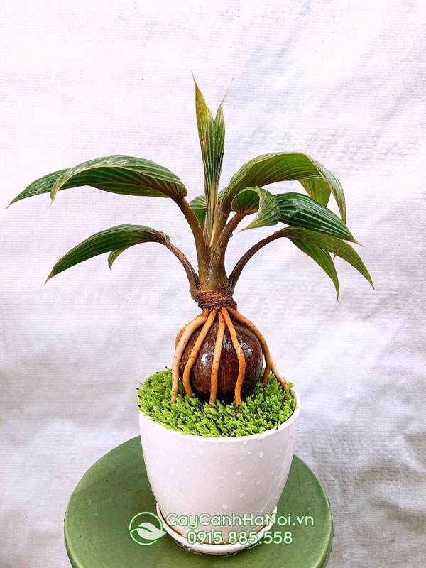 Cây dừa kiểng để bàn