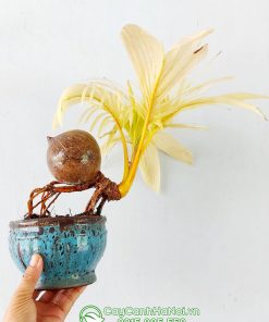 Cây dừa bonsai đột biến
