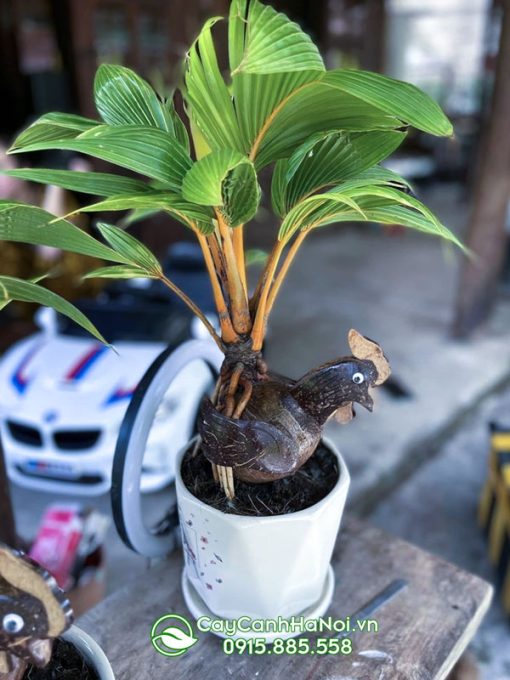 Cây dừa bonsai tạo dáng con vật