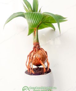 Cây dừa cảnh bonsai để bàn