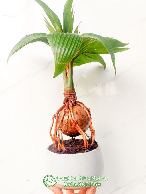 Cây dừa cảnh bonsai để bàn