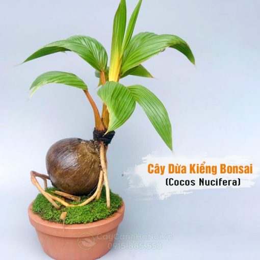 Cây dừa kiểng bonsai