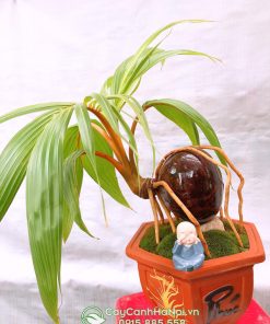 Cây dừa kiểng bonsai mang đến nhiều may mắn