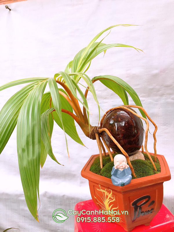 Cây dừa kiểng bonsai mang đến nhiều may mắn