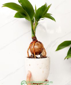 Cây dừa kiểng bonsai trồng chậu để bàn