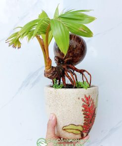 Cây dừa mini để bàn