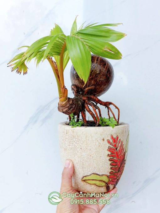 Cây dừa mini để bàn