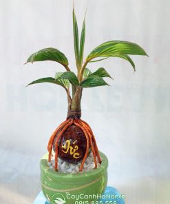 cay dừa mini để bàn khắc chữ