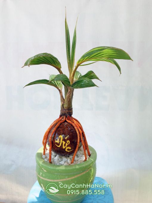 cay dừa mini để bàn khắc chữ