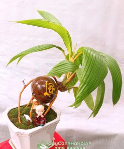 Cây dừa mini để bàn mang đến nhiều tài lộc