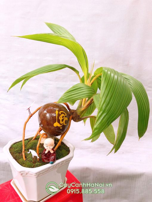 Cây dừa mini để bàn mang đến nhiều tài lộc