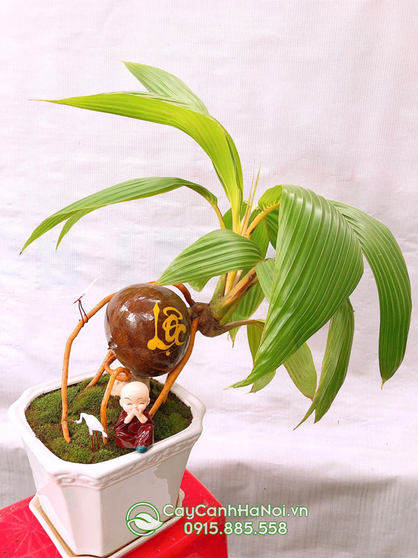 Cây dừa mini để bàn mang đến nhiều tài lộc
