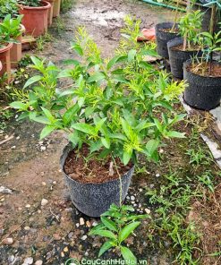 Cây hoa dạ lý hương giống đẹp