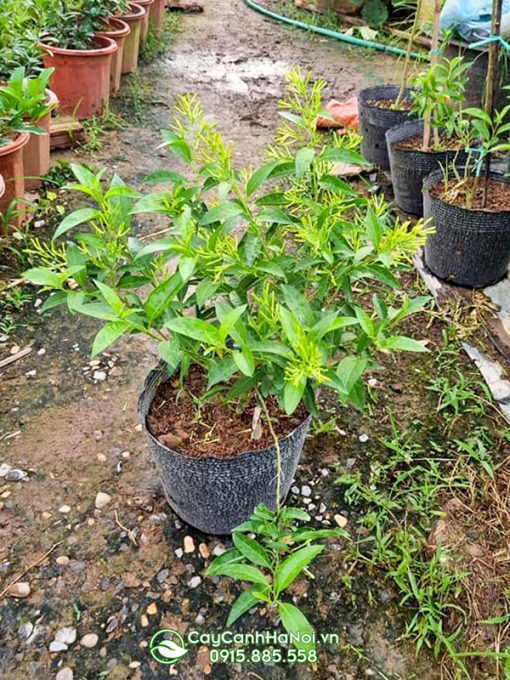 Cây hoa dạ lý hương giống đẹp