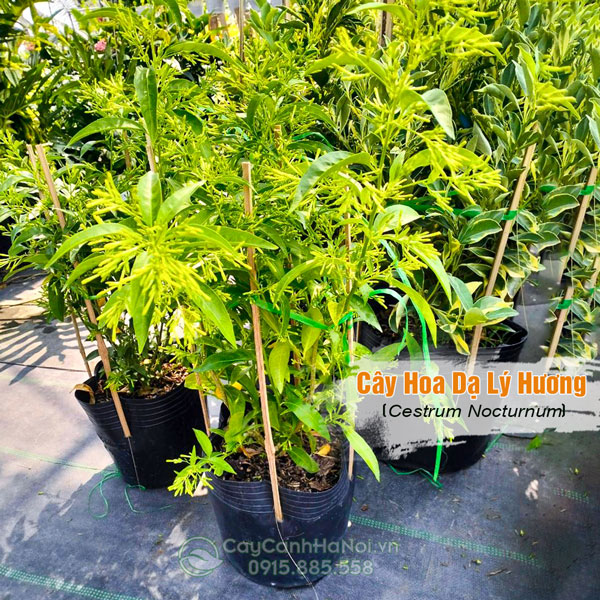 Cây hoa dạ lý hương giống