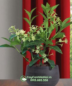 Cây hoa dạ lý hương trồng chậu đá mài