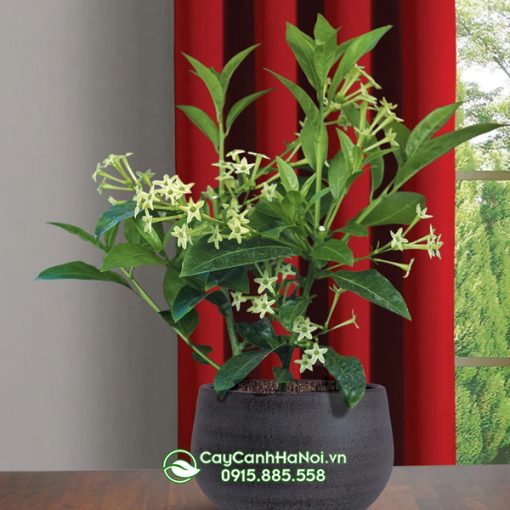 Cây hoa dạ lý hương trồng chậu đá mài