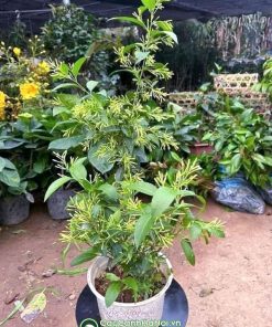 Dạ lý hương là cây hoa dạng bụi có thể leo giàn được