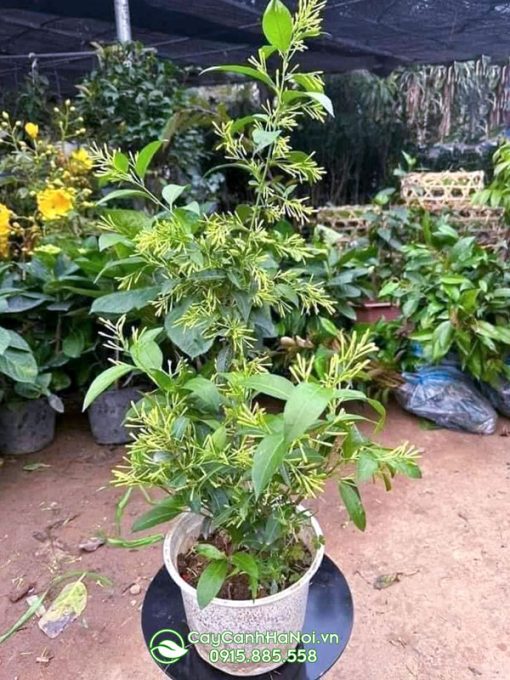Dạ lý hương là cây hoa dạng bụi có thể leo giàn được